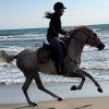 Horse Riding at Shahaniya -  Qool Qatar