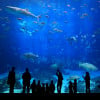 Istanbul Aquarium Ticket & Shuttle